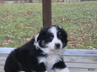 Australian Shepherd dogs Hazel - Ad 3