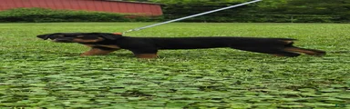 Rottweiler 3