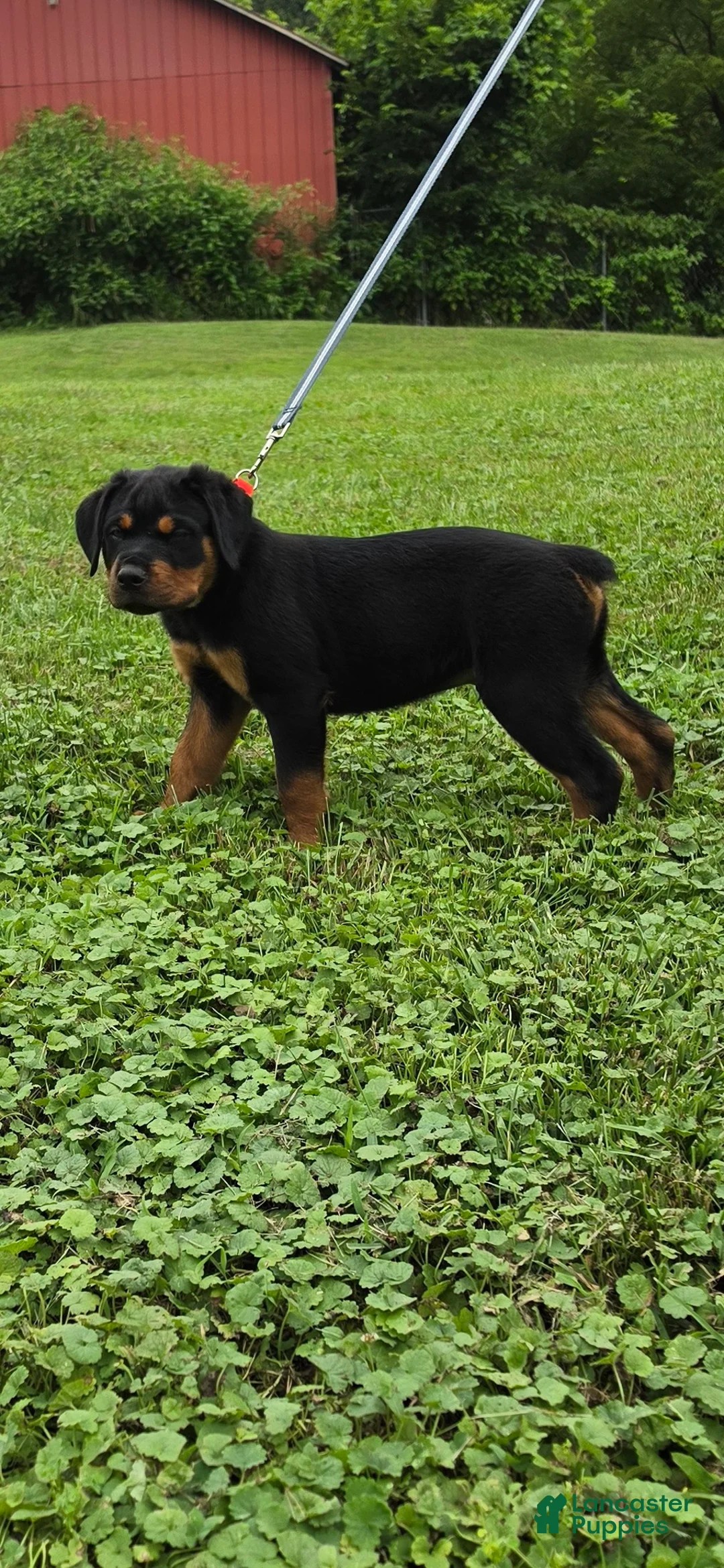 Rottweiler dogs for sale: Rottweiler 3 - Ad 1