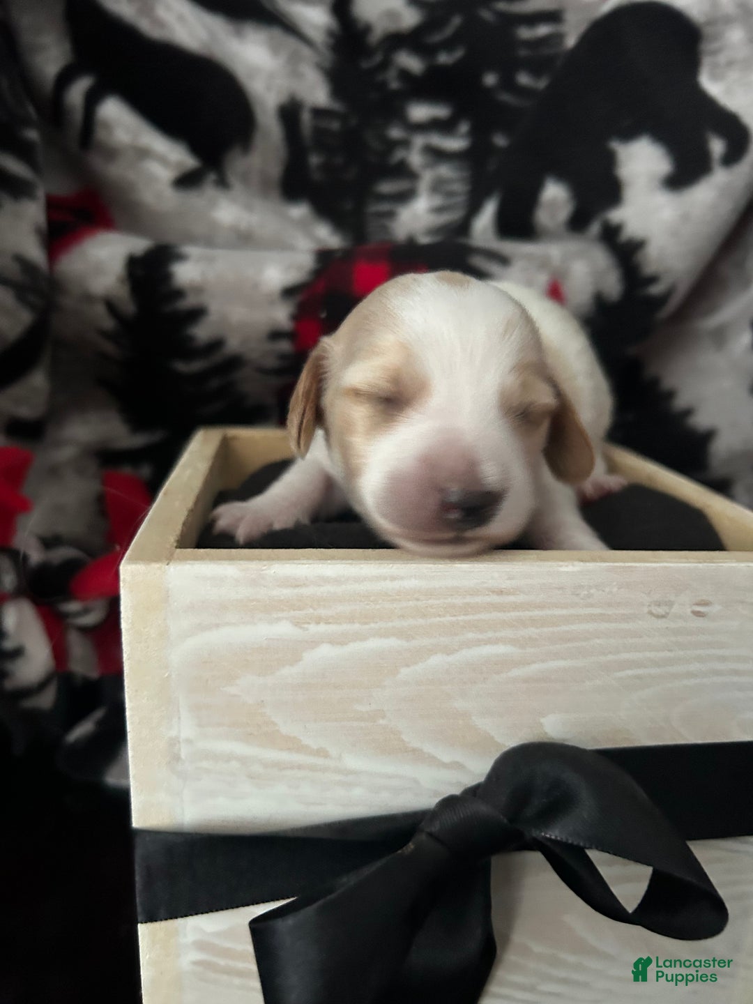 Miniature Dachshund dogs for sale: Miniature Dachshund Puppy 3 - Ad 6