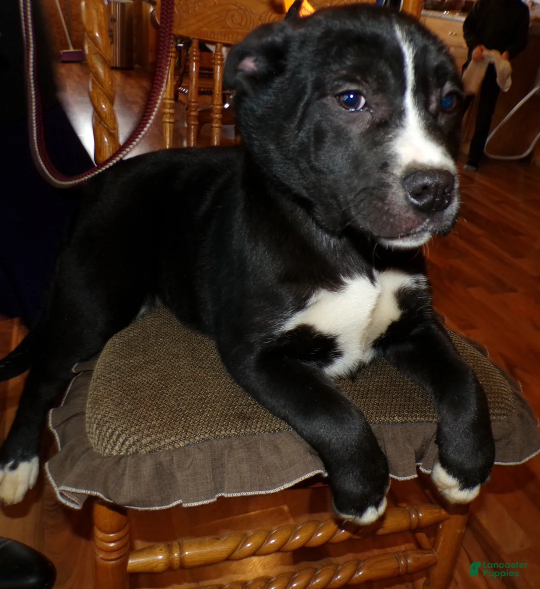 American Pit Bull Terrier dogs for sale: American Pit Bull Terrier Puppy 3 Booker - Ad 1