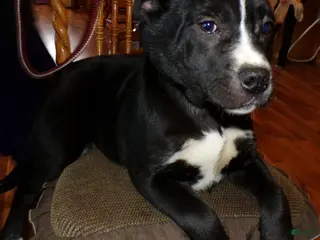 American Pit Bull Terrier dogs American Pit Bull Terrier Puppy 3 Booker - Ad 12