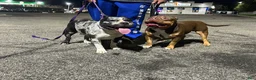 American Bully dogs for sale: American Bully 4 - Ad 3