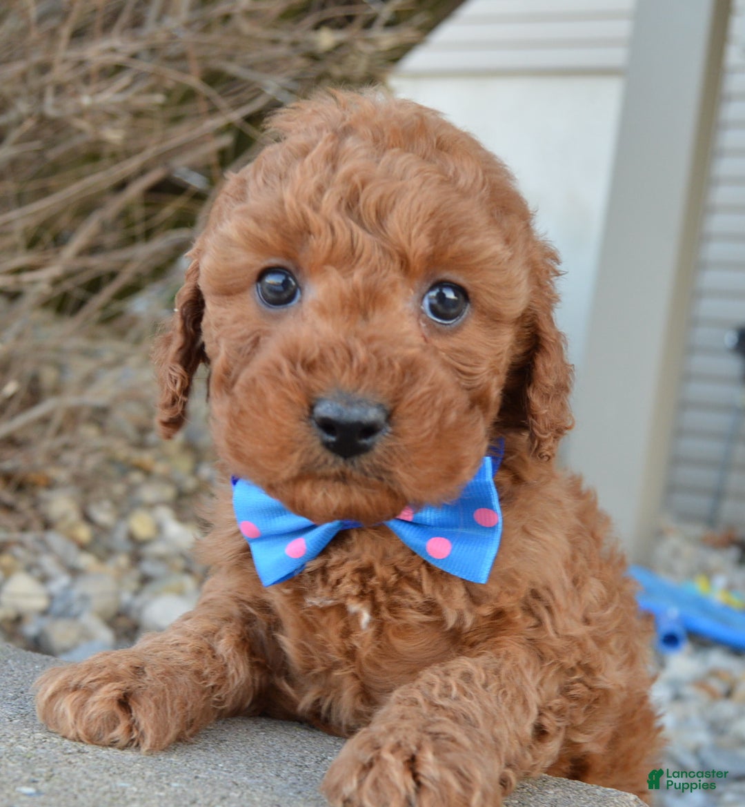 Cockapoo dogs for sale: Callie - Ad 2