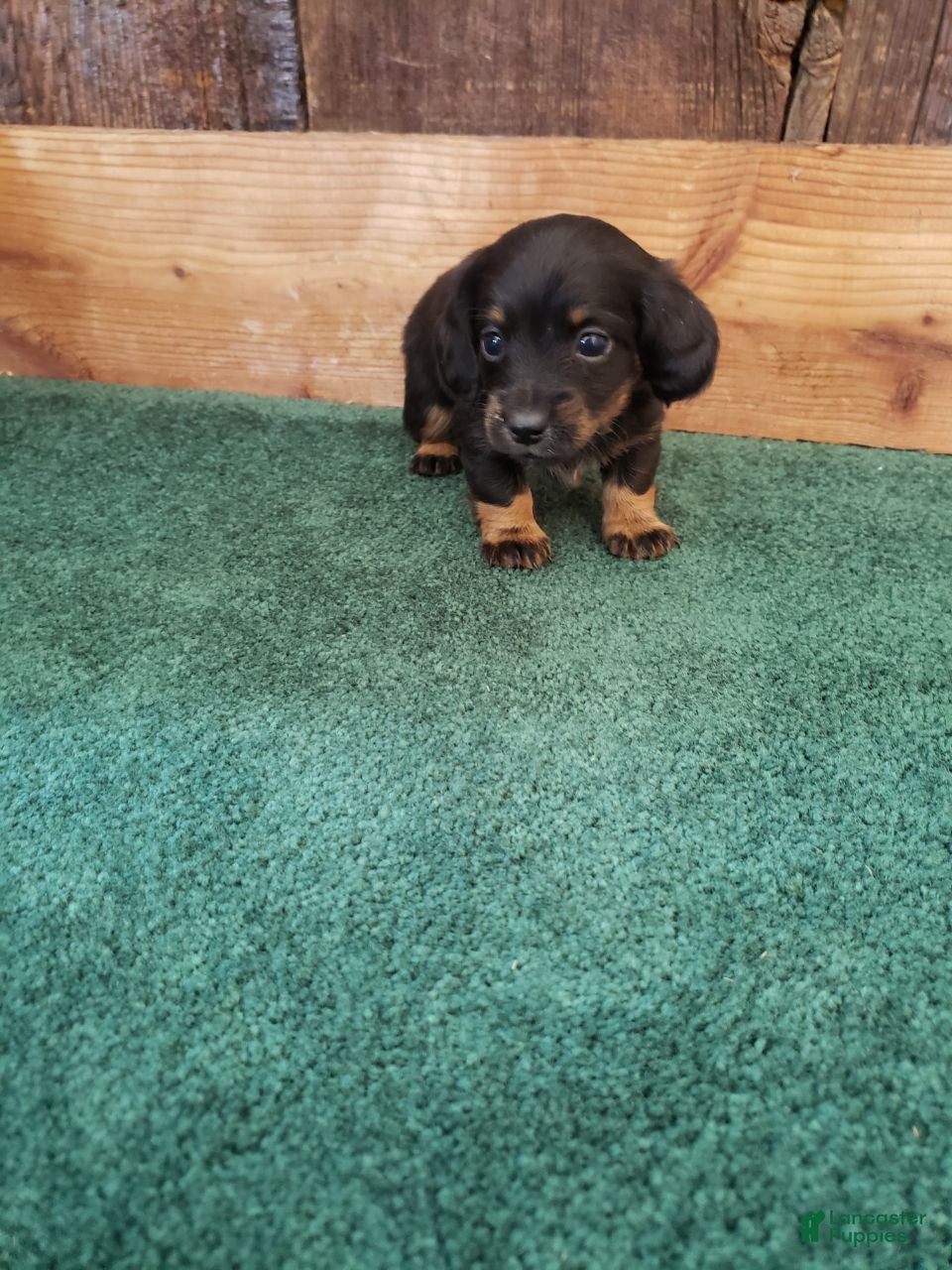 Miniature Dachshund dogs Byron - Ad 42