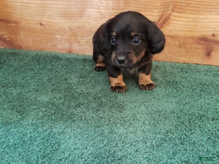 Miniature Dachshund dogs Byron - Ad 24