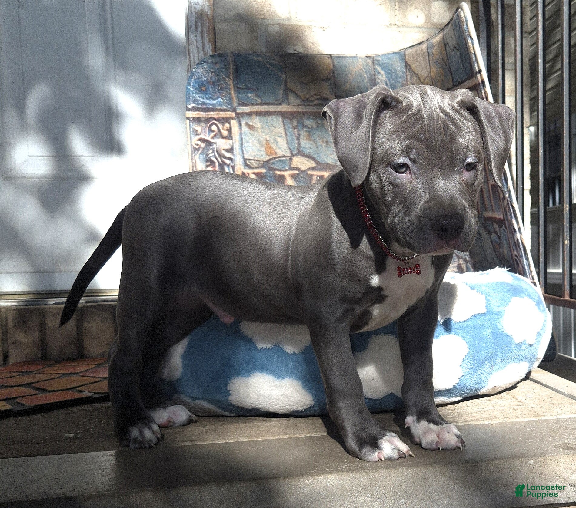 American Bully dogs "DMX" (LAST 1) BLUE NOSE / BLUE EYES - Ad 15