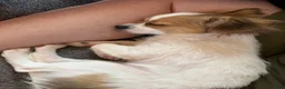 Chihuahua dogs for sale: Ruger Boy  - Ad 4