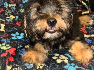 Yorkshire Terrier dogs Sid - Ad 27