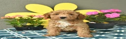 Mini Goldendoodle dogs for sale: Sammy  - Ad 2