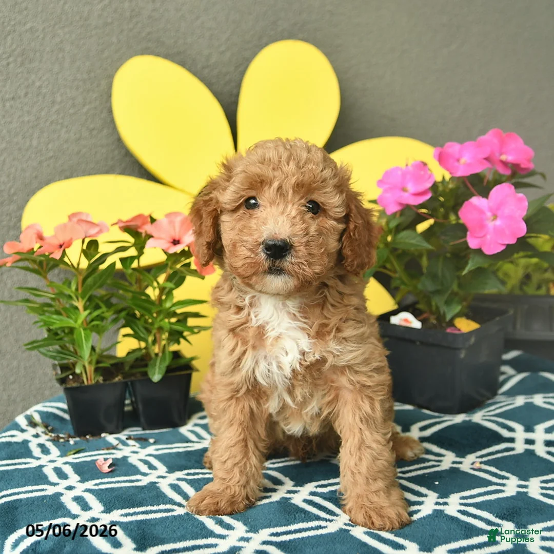 Mini Goldendoodle dogs for sale: Sammy  - Ad 2