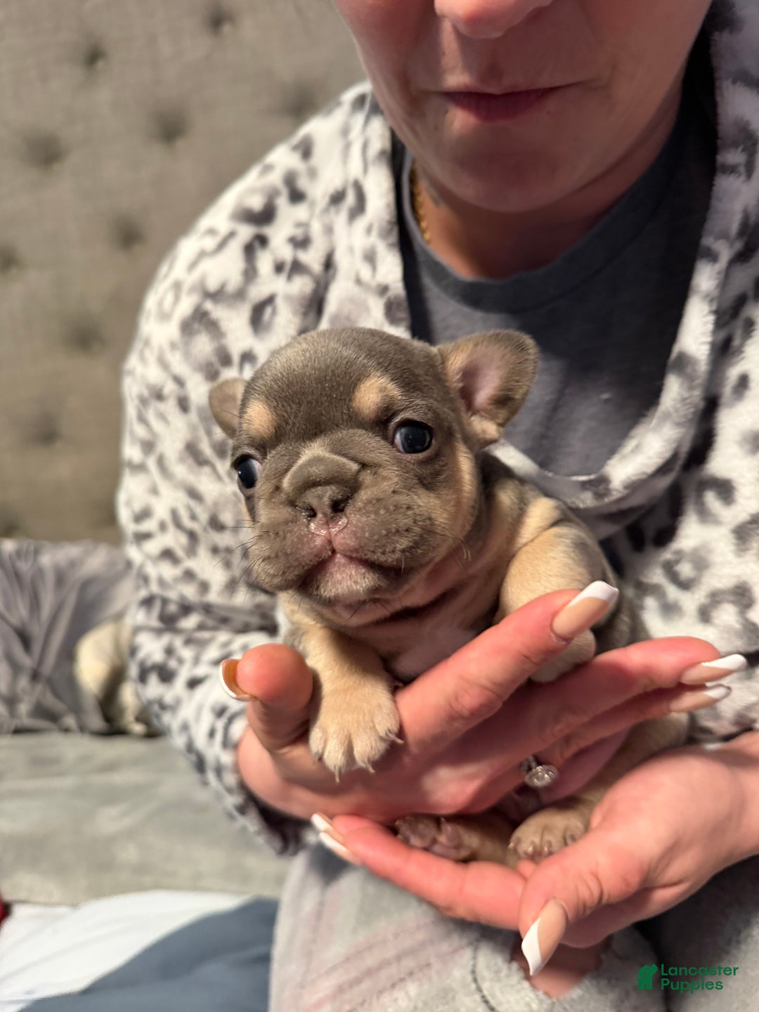 French Bulldog dogs for sale: French Bulldog Puppy 1 - Ad 2