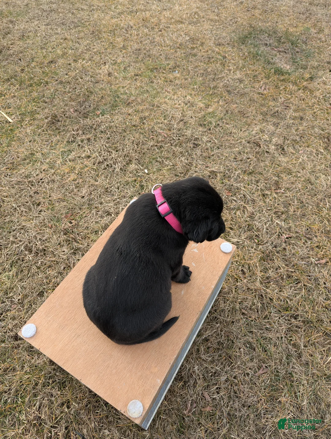 Labrador Retriever dogs for sale: Bella - Ad 3