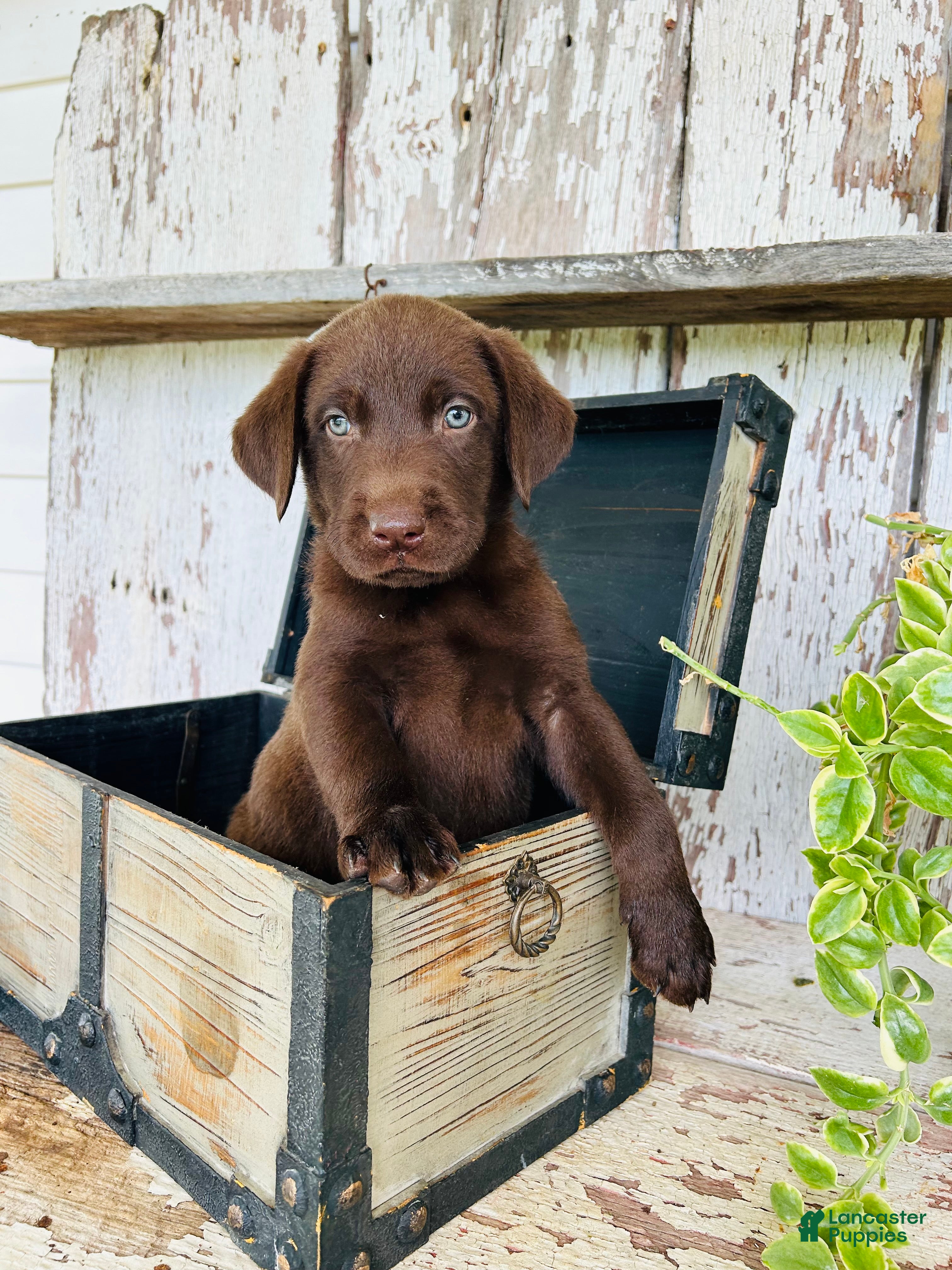 Labrador Retriever dogs Sawyer  - Ad 1