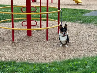 Welsh Corgi Pembroke dogs Welsh Corgi Pembroke Puppy - Ad 23