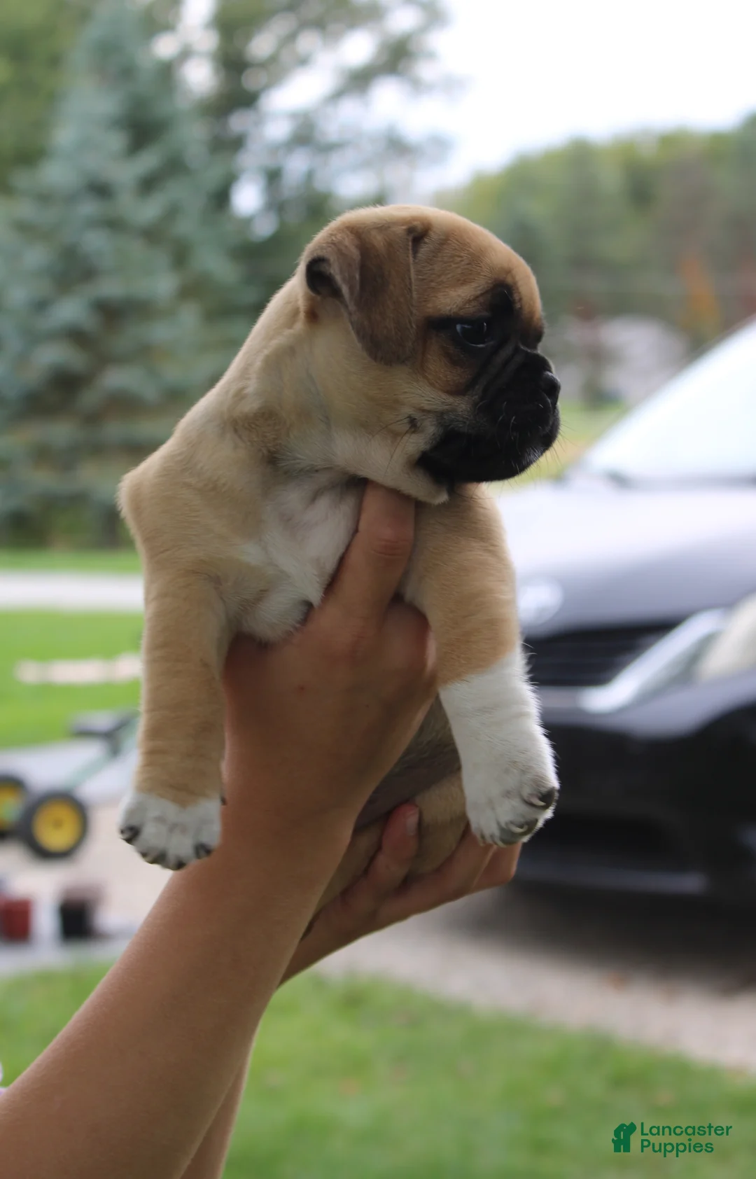 Jug dogs for sale: Shannah - Ad 2