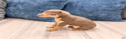 Miniature Pinscher dogs for sale: Sophie - Ad 5
