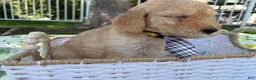 Goldendoodle dogs for sale: Chowder Jr. - Ad 3