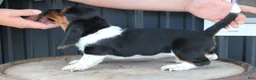 Basset Hound dogs for sale: Ruby - Ad 2
