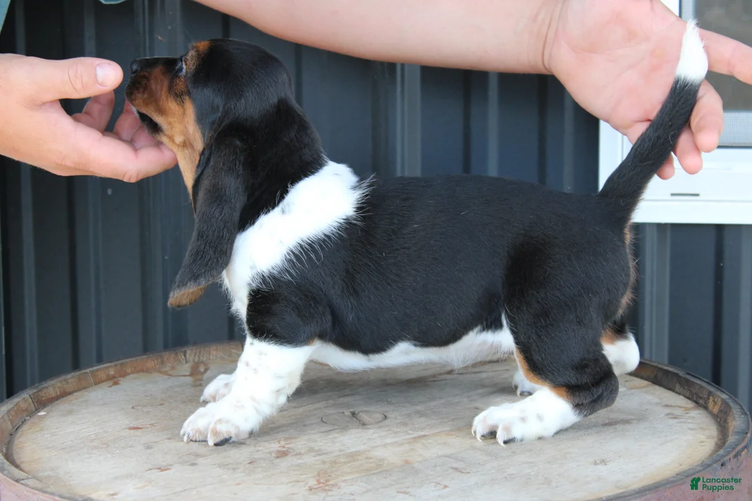Basset Hound dogs for sale: Ruby - Ad 2