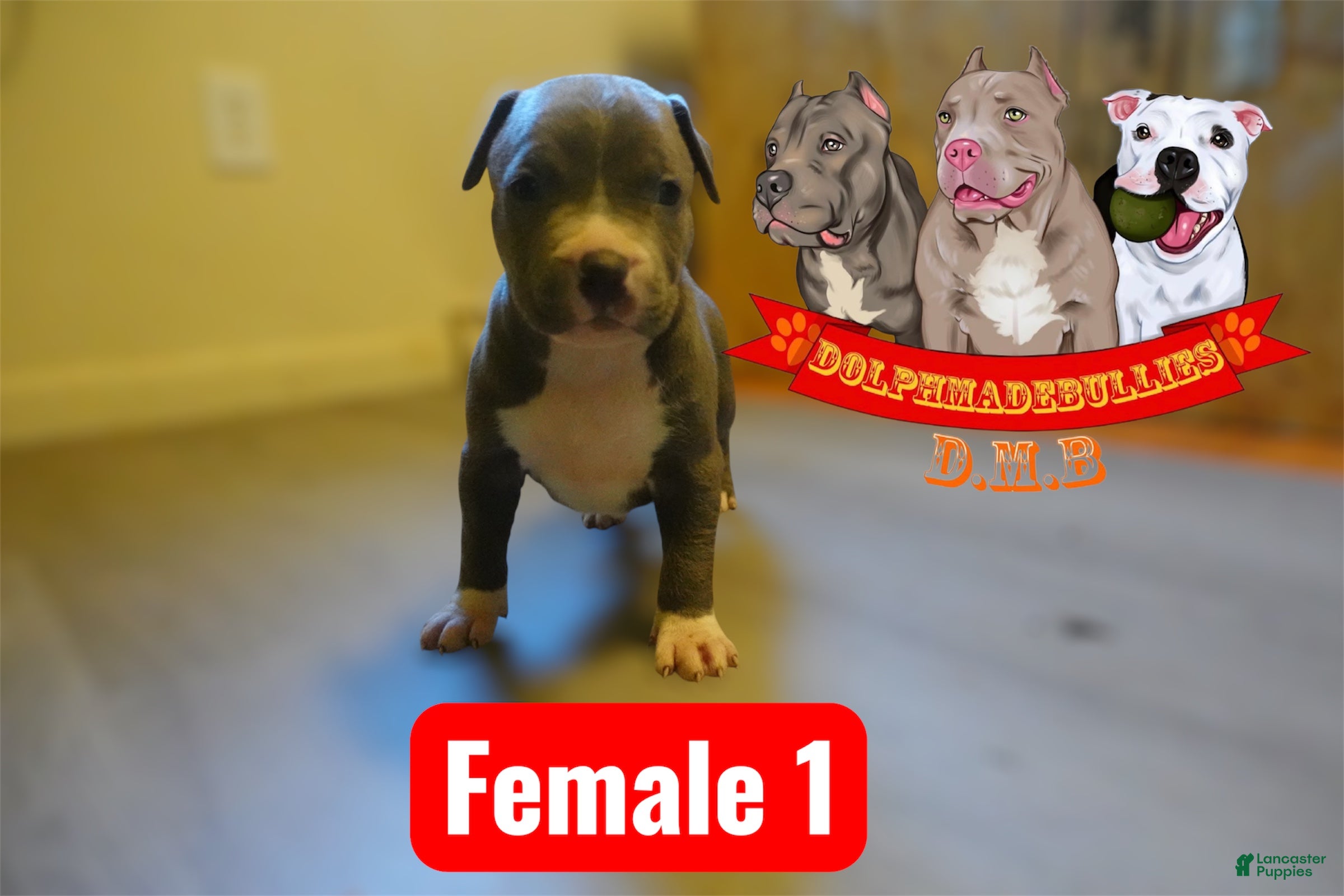 American Bully Puppy Year Old American Bully Puppies For Sale