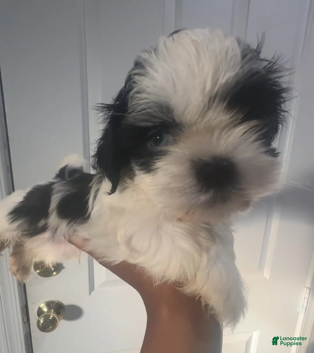 Shih Tzu dogs for sale: Casper - Ad 2