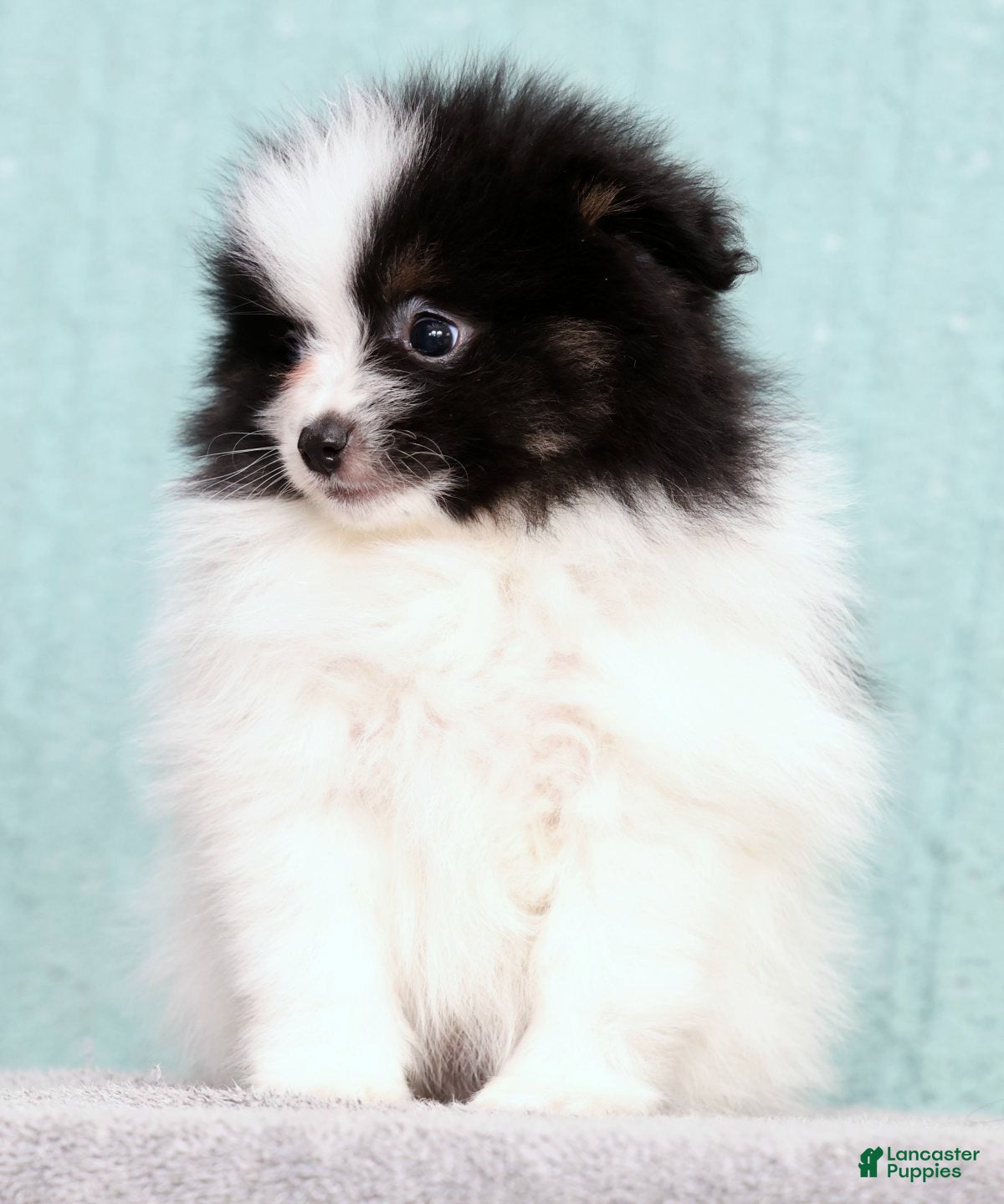Pomeranian dogs Bingo - Ad 2