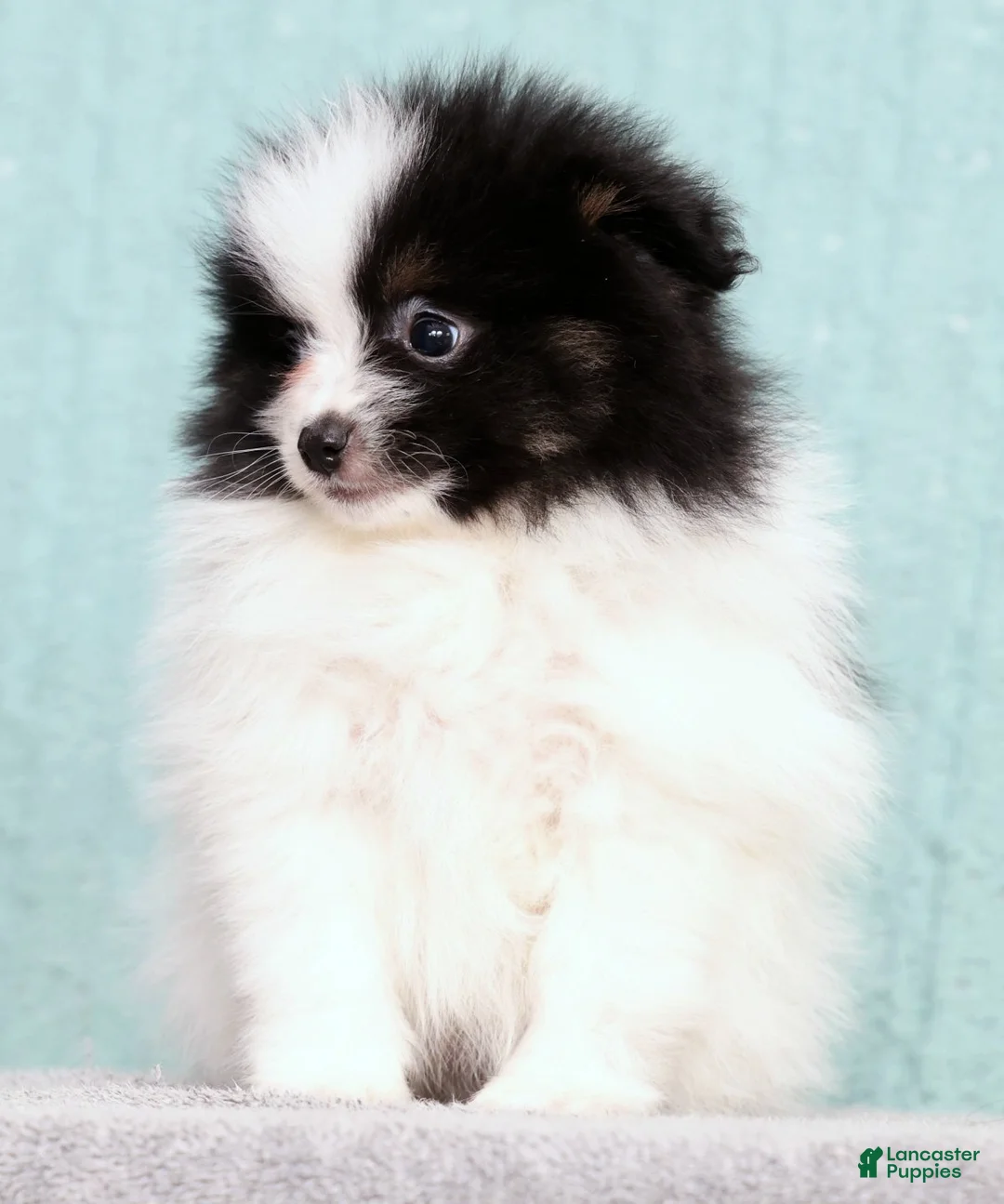 Pomeranian dogs for sale: Bingo - Ad 2