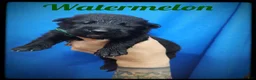 German Shepherd dogs for sale: Watermelon - Ad 1