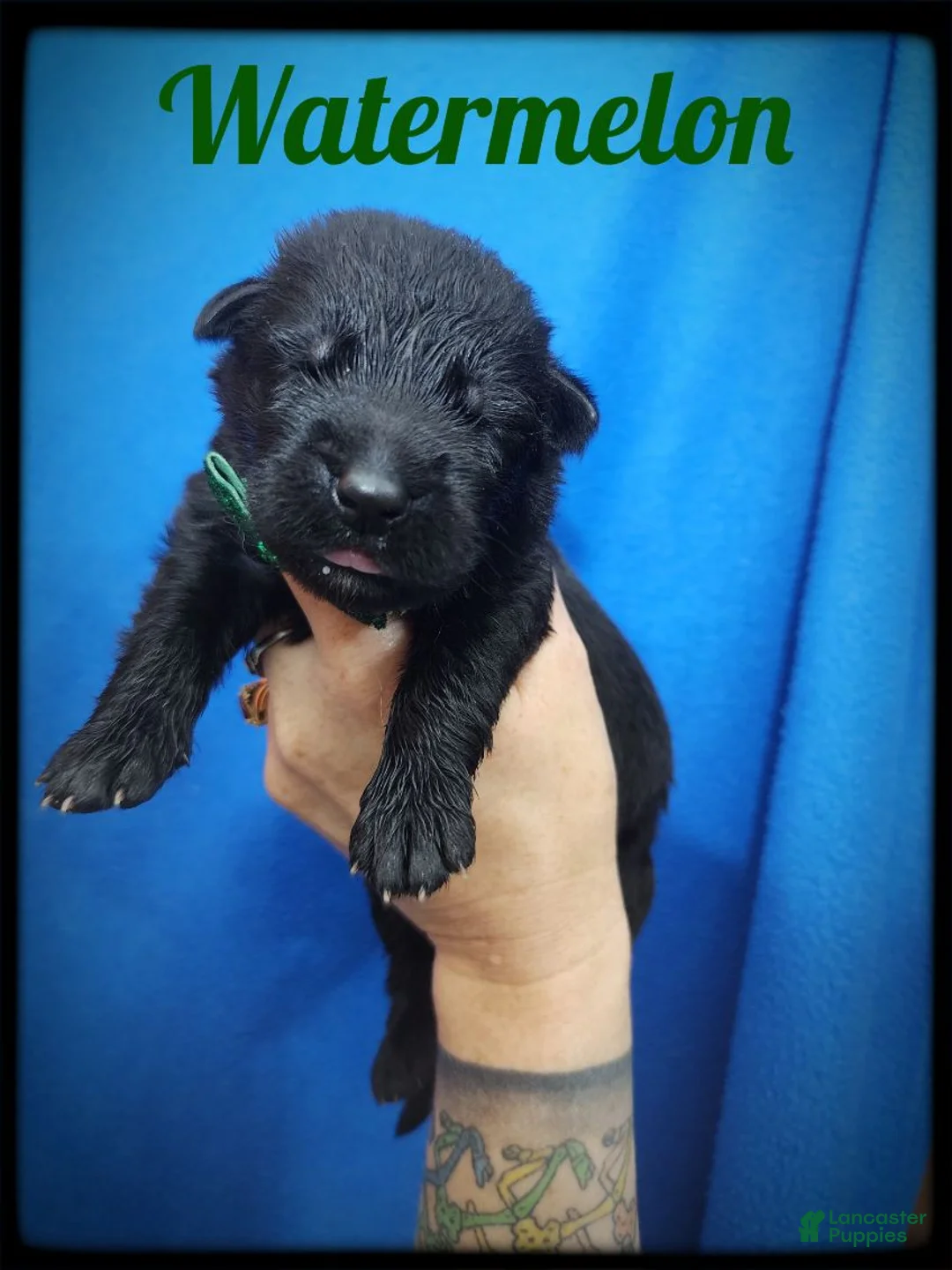 German Shepherd dogs for sale: Watermelon - Ad 1