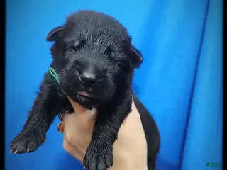 German Shepherd dogs Watermelon - Ad 31