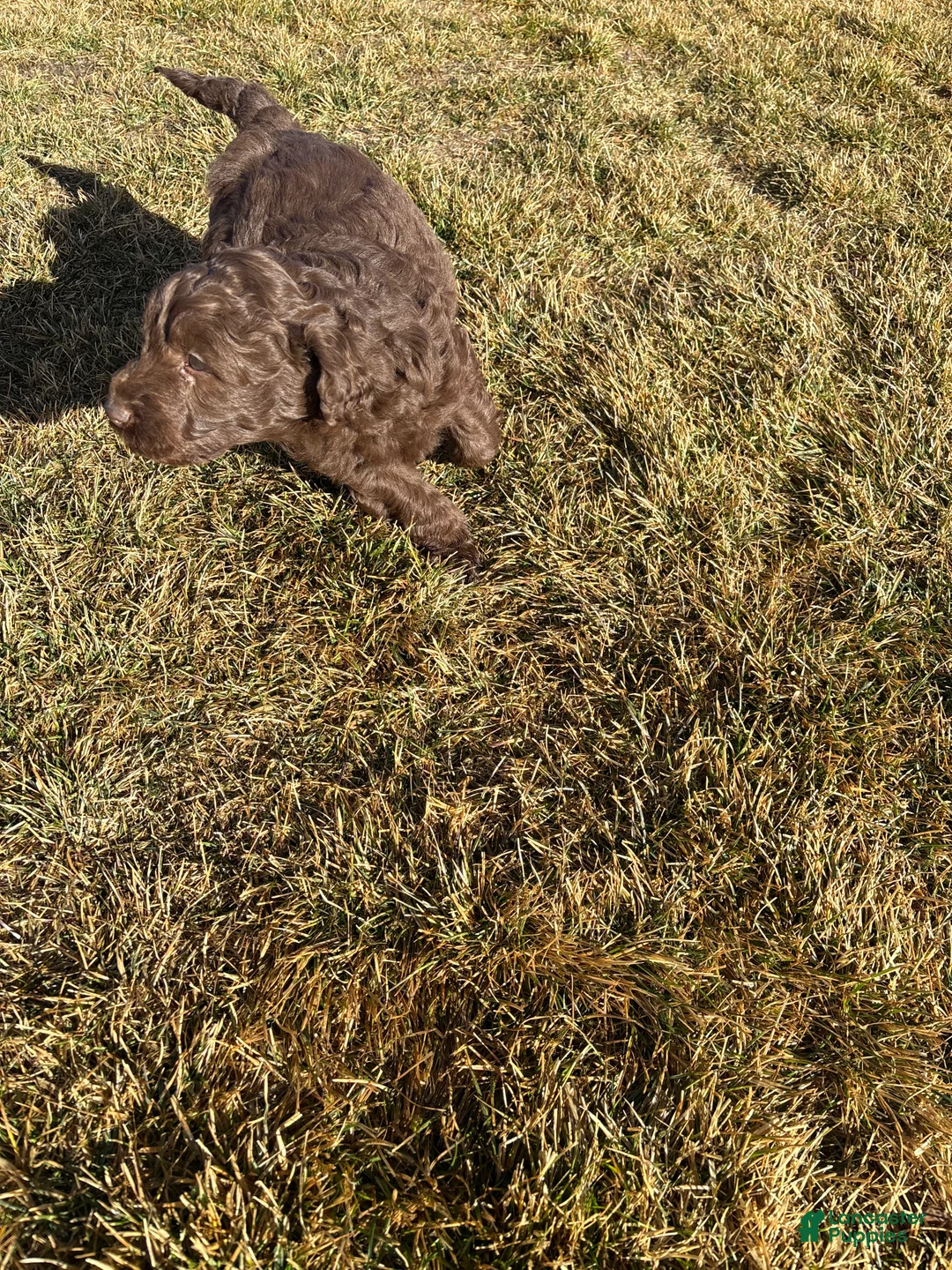 Aussiedoodle dogs for sale:  Puppy 3 - Ad 2