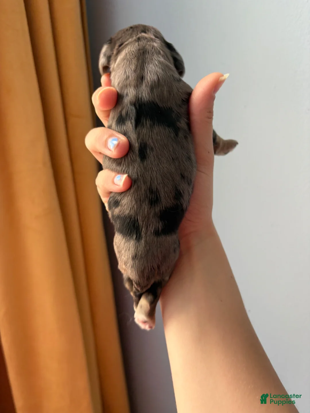 Cocker Spaniel dogs for sale: Ember - Ad 2