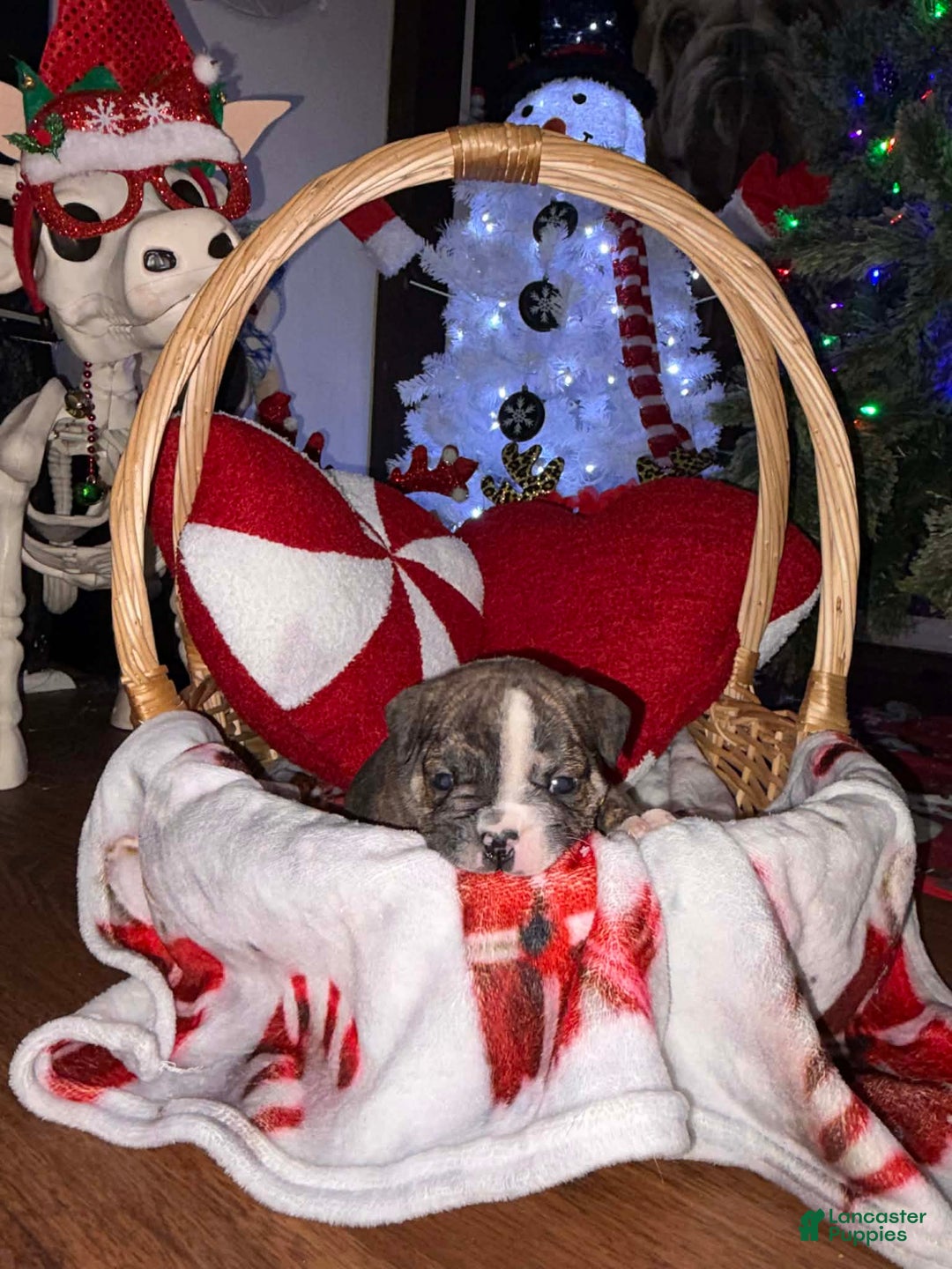 English Bulldog dogs for sale: Milk dud - Ad 2