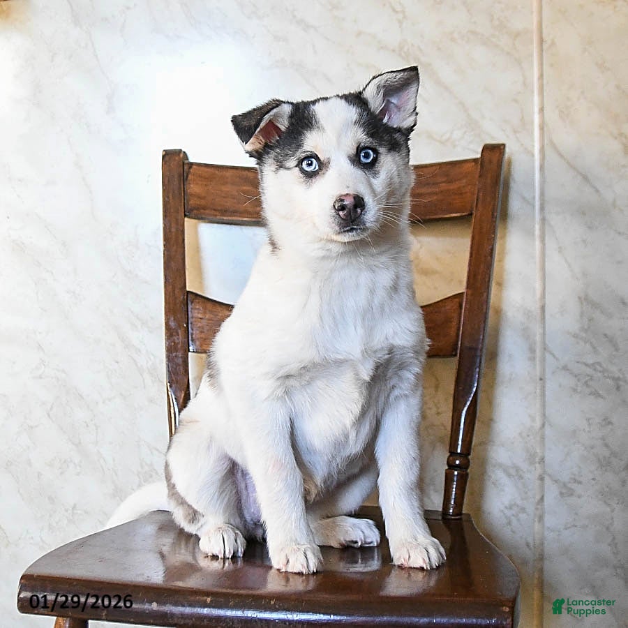 Mixed Breed dogs Opal - Ad 31