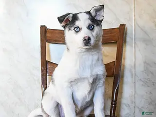 Mixed Breed dogs Opal - Ad 31