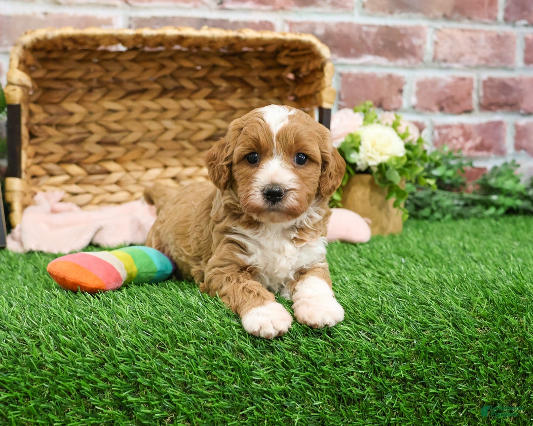 Mini Goldendoodle dogs for sale: Gemelli  - Ad 3