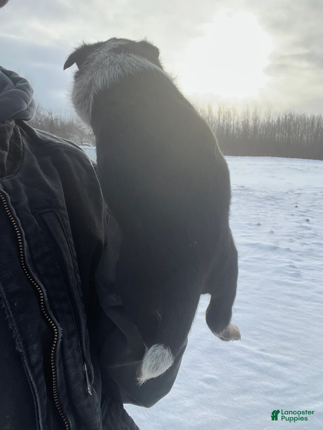 Australian Cattle Dog dogs for sale: Ranger - Ad 2