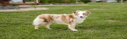Australian Shepherd dogs for sale: Addie - Ad 4
