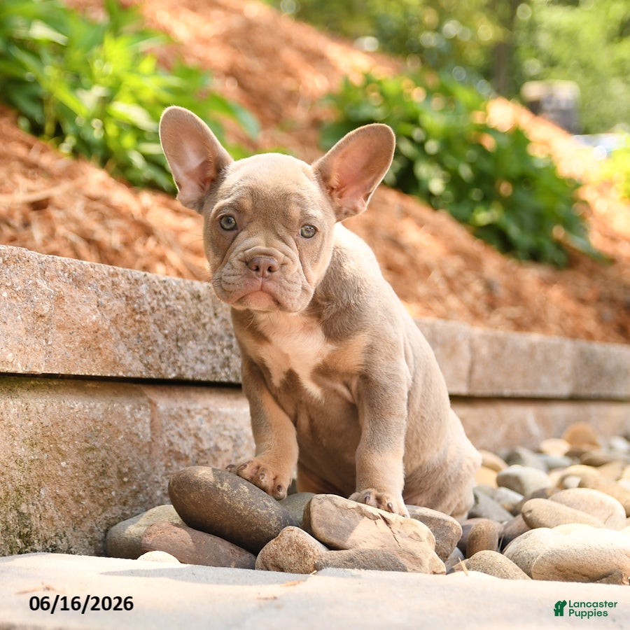 Frenchton dogs Zoey - Ad 2