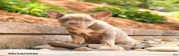 Frenchton dogs for sale: Zoey - Ad 2