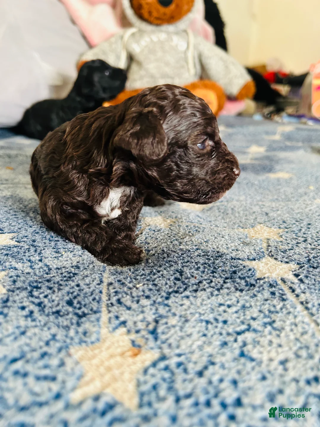 Cavapoo dogs for sale: Noel - Ad 2