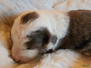 Mixed Breed dogs Lina (Thumbalina) - Ad 20