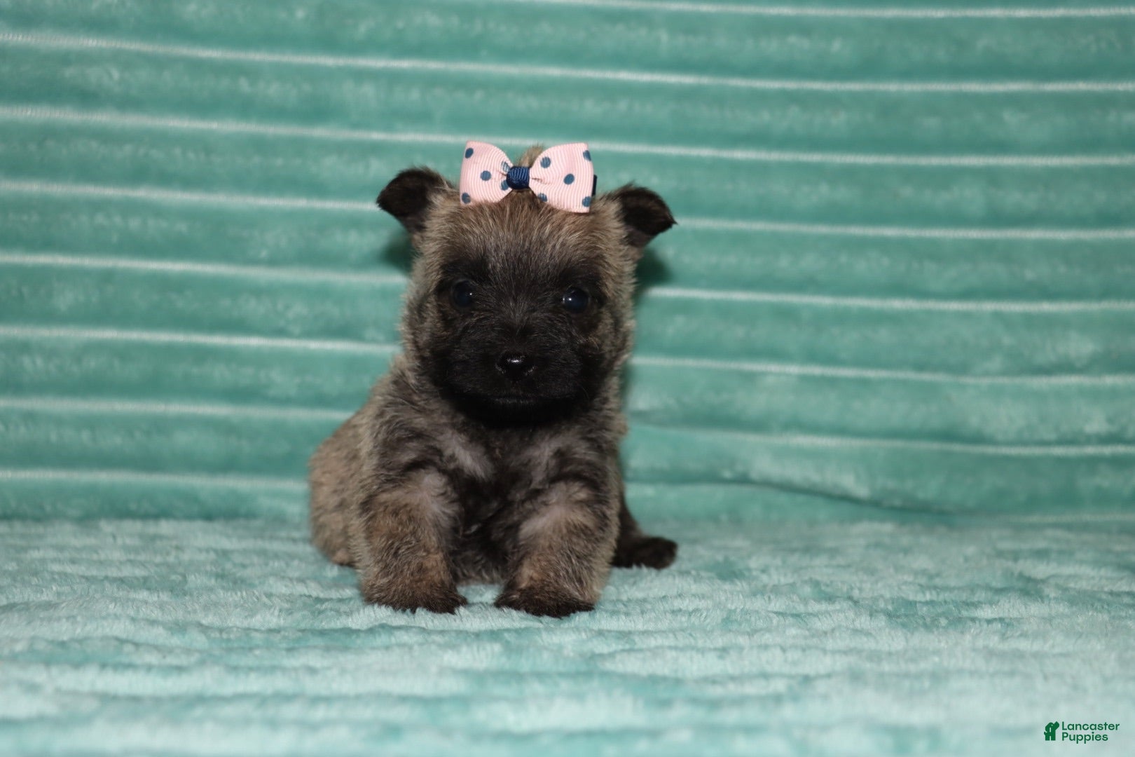Cairn Terrier dogs Callie - Ad 1