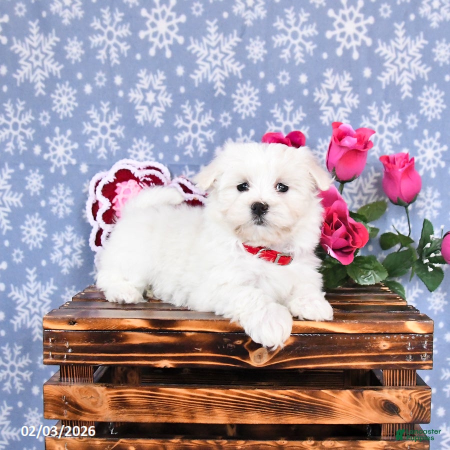 Maltese dogs Lucy - Ad 36