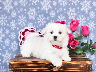 Maltese dogs Lucy - Ad 36