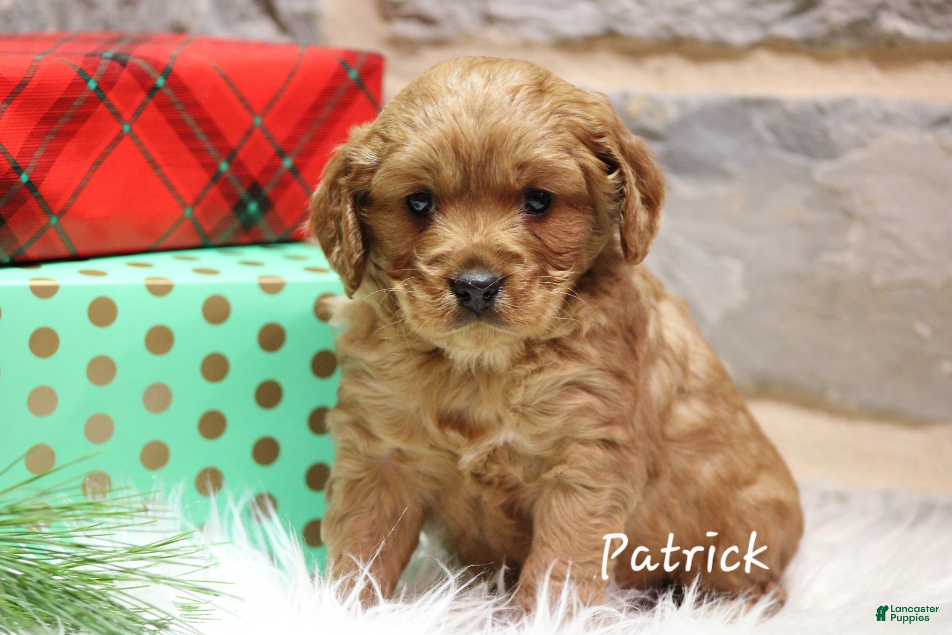 Cavapoo dogs Patrick  - Ad 32