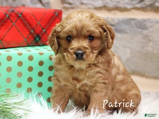 Cavapoo dogs Patrick - Ad 18