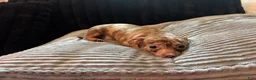 Chihuahua dogs for sale: Mr choco  - Ad 6