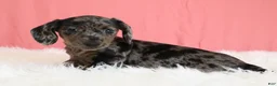 Miniature Dachshund dogs for sale: Peaches 🍑 - Ad 2